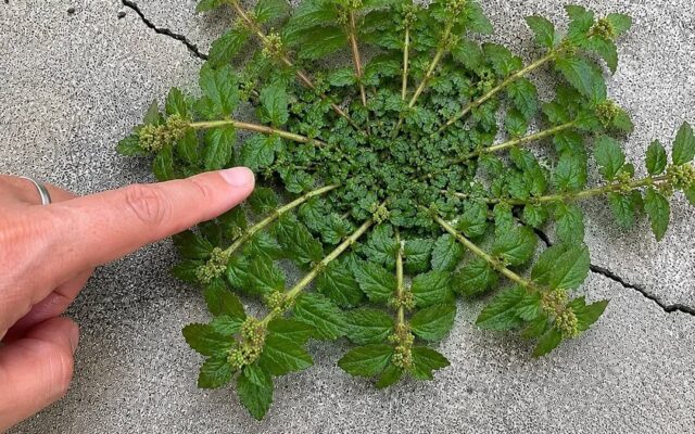 Just one leaf of this plant could be worth a fortune!