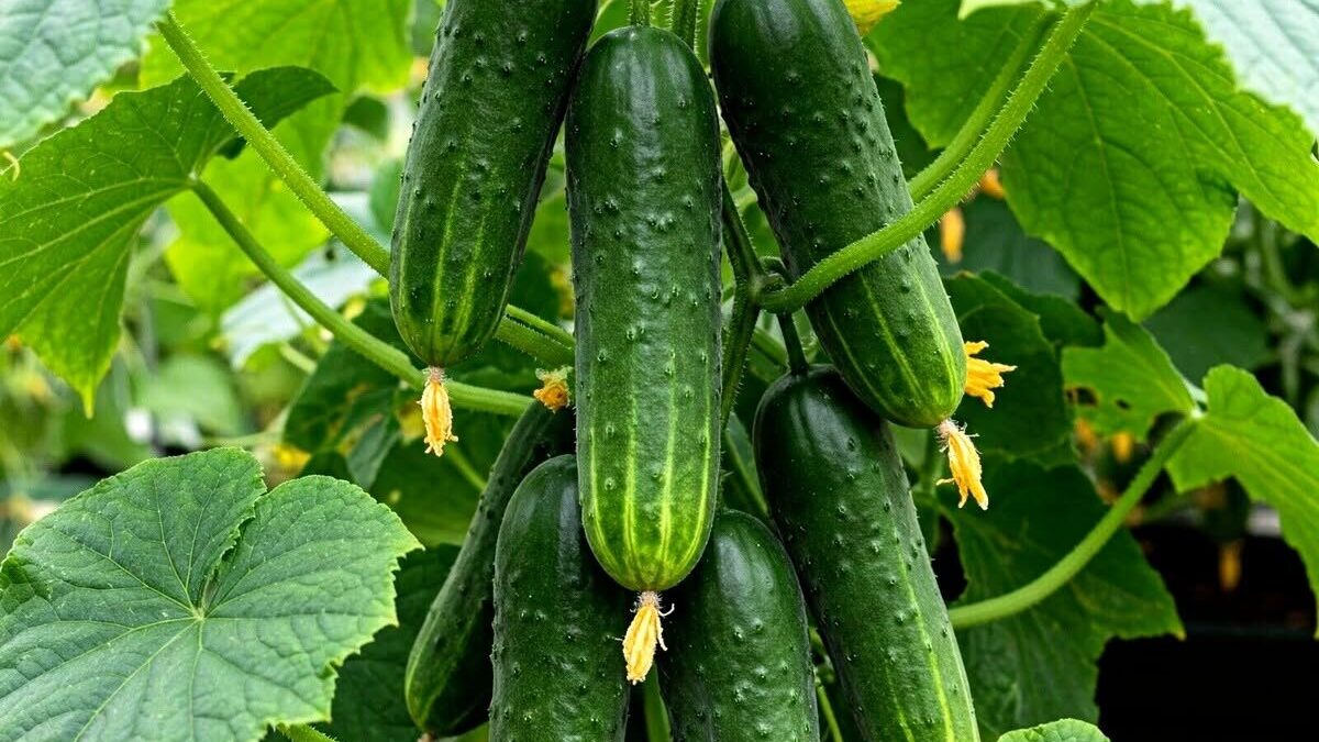 Doctors now explain what really happens when you consume cucumbers…