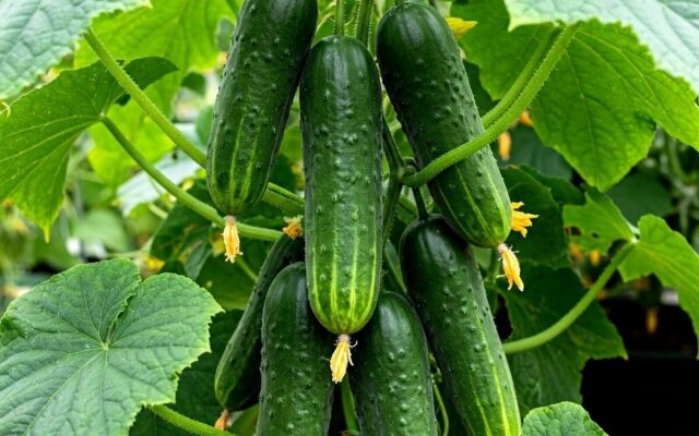 Doctors now explain what really happens when you consume cucumbers…